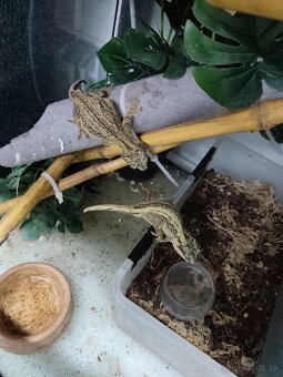 Rhacodactylus auriculatus pár - 2