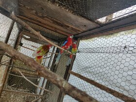 Papagáje - 2