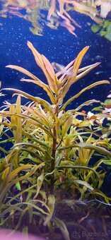 Rastlinky do akvaria Ammannia gracilis - 2