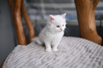 Mainská mývalia - maine coon - MCO - biela modrooka mačička - 2