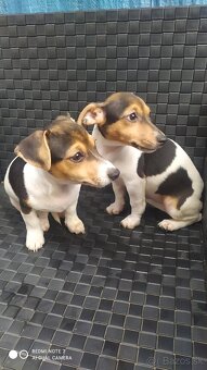 Jack Russell terier. - 2