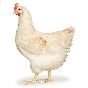 Vysoko-znáškové nosnice TETRA Amber - 2