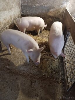 Ošípané , krmniky - 2