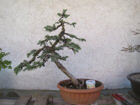 bonsai,bonsaj-smrek pichlavy - 2