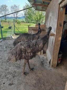 Pštros-Emu hnedý - 2