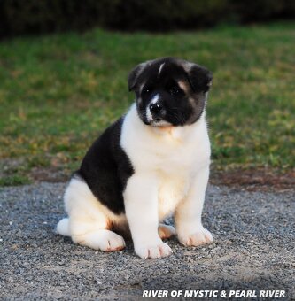 Americka akita - 2