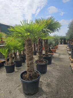 Citrusy palmy olivovniky bananovniky juky agave - 2