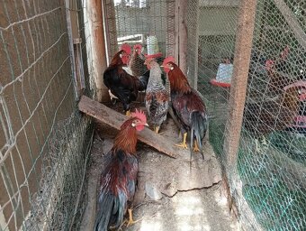 Kohút vlaška jarabičia - 2