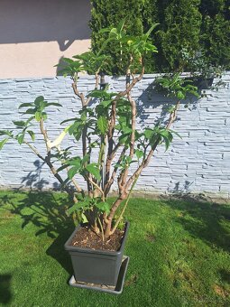 Anjelska truba biela - 2