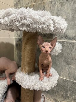 Kanadský sphynx - 2