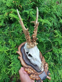 Srnec,trofej,parohy - 2