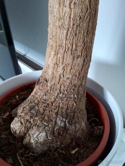 Veľká slonia noha 120cm - 2