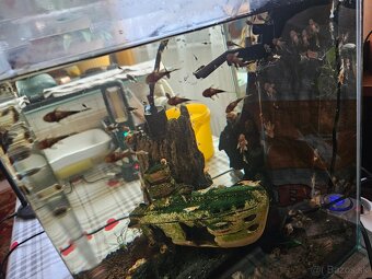 Akcia Mladé ancitrusy-prísavníky a krevetky mix - 2