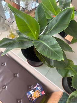 Bananovnik Musa Basjoo - 2