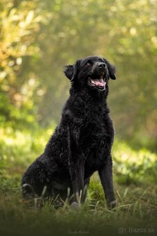 Darujem kučeravého rozumného psa Nica - mix pudel - 2