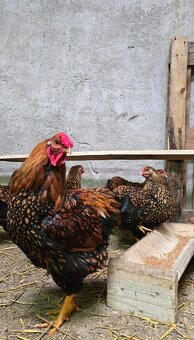 Wyandotka  GSG  veľká forma - 2