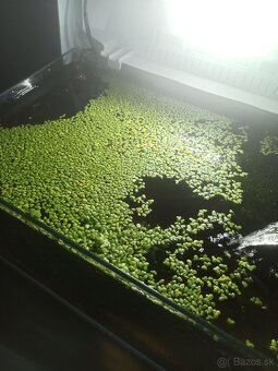 Plávajúcu rastlinku a levatky - 2