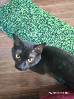 Darujem surne 6 mesačného kocurika - 2