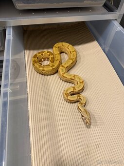 Boa Constrictor - Velhad kralovsky - 2