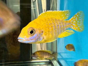 Africké cichlidy, rôzne druhy - 2