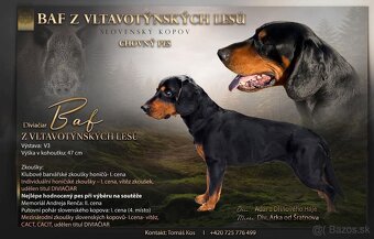 Slovenský kopov - 2