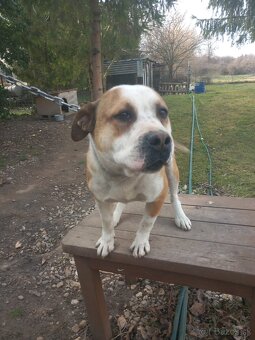 Darujem psíka bulldog x stafford - 2