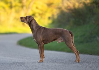 Louisianský leopardí pes Catahoula krytie - 2