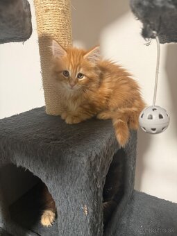 Maine coon - 2