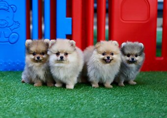 Pomeranian šťeňátka s PP - 2
