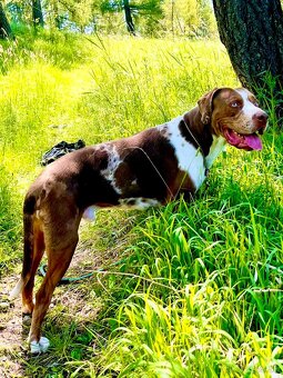 Louisianský leopardí pes - šteniatka s PP - 2