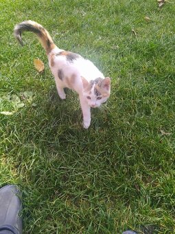 Darujem mačiatko - 2