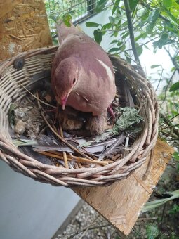 Holub horský -Geotrigon montana - 2