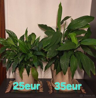 Lopatkovce v keramických kvetinačoch - 2