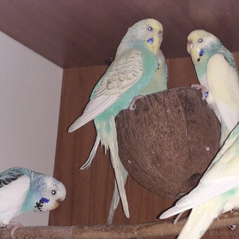 predám andulky a zebričky - 2