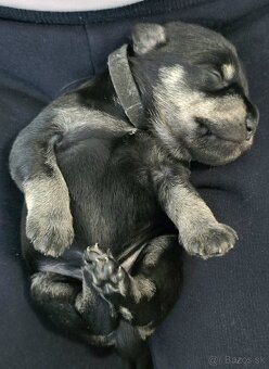 Malý čiernostrieborný bradáč - 2