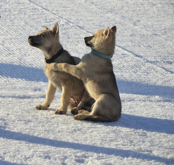 Československý vlčiak/vlčák štěňata s PP - 2