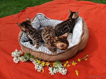 Bengalské mačiatka - 2