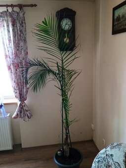 Krásna veľká palma 190 cm AKCIA - 2