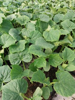 Nakladačky-priesady, červený melon, žltá a oranžova dinka, - 2
