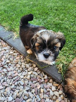 Lhasa Apso - 2