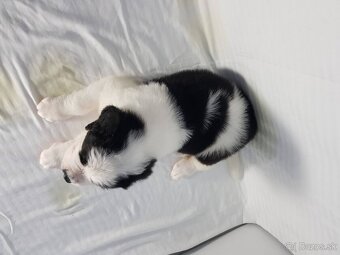 Krásne kvalitné šteniatka bernardína, pripravené na adopciu - 2