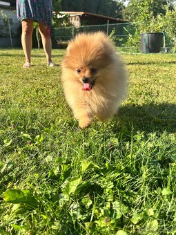 Pomeranian s PP, chovatelská stanica Nucháčik poms - 2