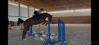 Krasny 4r oldenbursky valach - 2