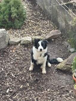 Border kólia darujem - 2