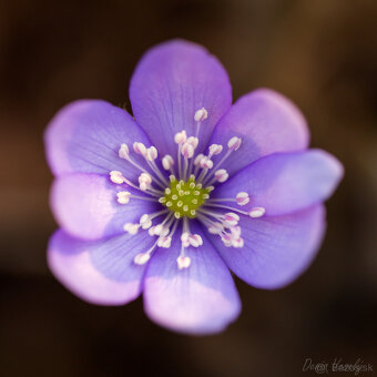 CANON EF 180mm f/3.5L Makro USM - 2