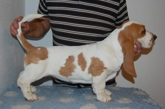 Basset hound šteniatko - 2