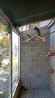 Alexander čínsky - 2