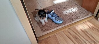 Yorkshire terier biewer - 2