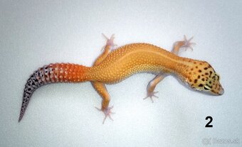 Gekončík nočný - 2