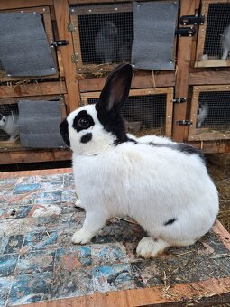 Česky strakáč - 2